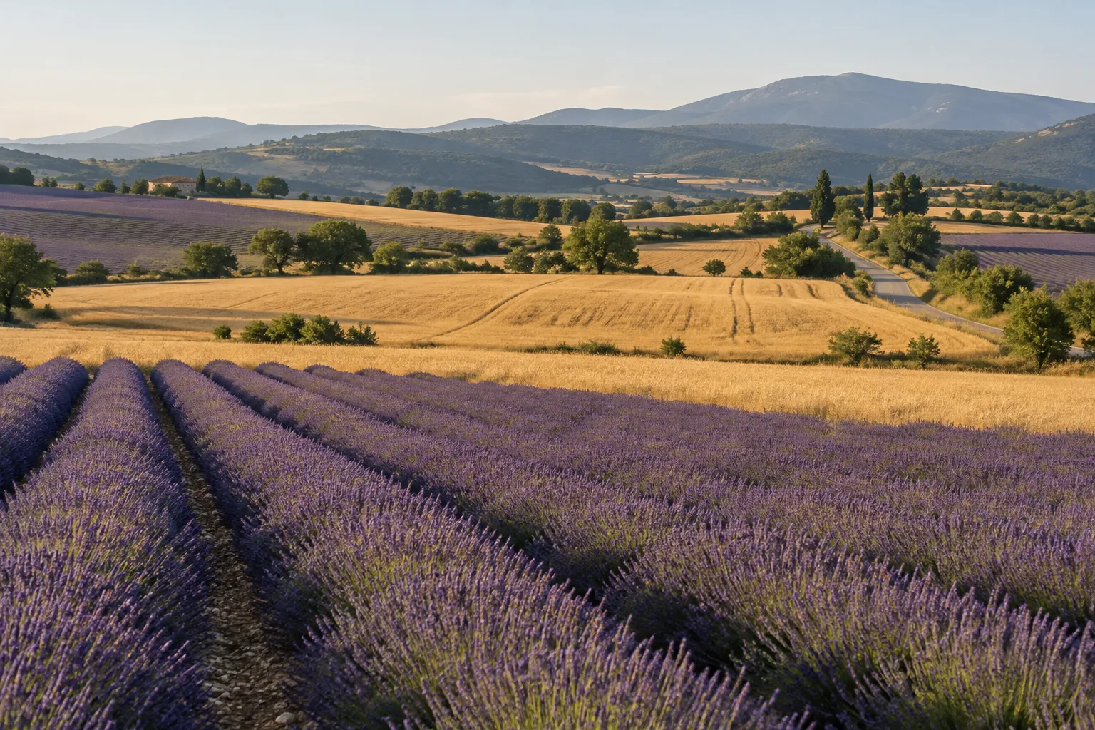 Des rangées de lavande alternent avec des champs de céréales sur le plateau de Valensole.