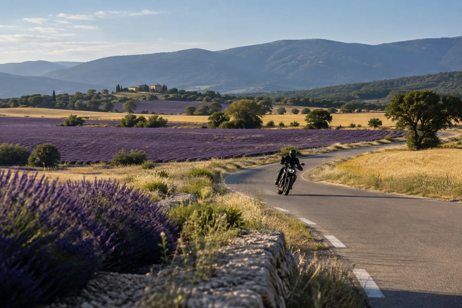 Une moto roule sur une route étroite entre les champs de lavande et les parcelles dorées du plateau de Valensole.