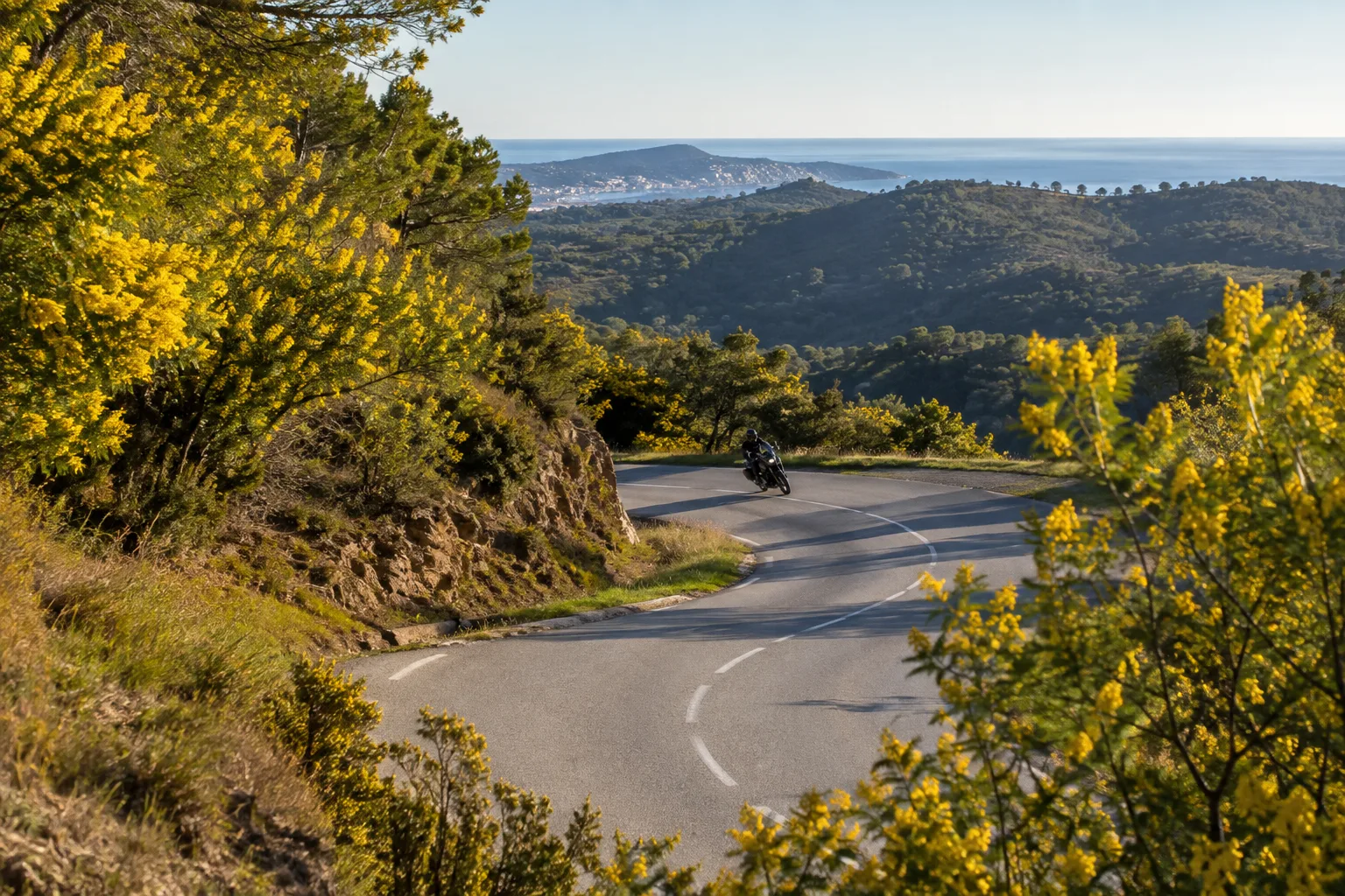 Une moto suit une route courbe dans les collines boisées du Tanneron, bordée de mimosas.